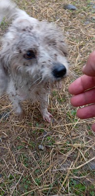 🌞 Sunny – ein kleines graues Mäuslein sucht ein liebevolles Zuhause 🌞, Mischling - Hündin