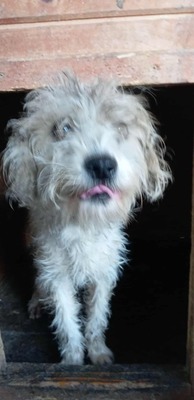 🌞 Sunny – ein kleines graues Mäuslein sucht ein liebevolles Zuhause 🌞, Mischling - Hündin