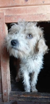 🌞 Sunny – ein kleines graues Mäuslein sucht ein liebevolles Zuhause 🌞, Mischling - Hündin