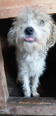 🌞 Sunny – ein kleines graues Mäuslein sucht ein liebevolles Zuhause 🌞, Mischling - Hündin