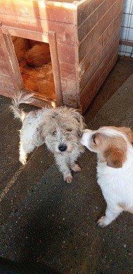 🌞 Sunny – ein kleines graues Mäuslein sucht ein liebevolles Zuhause 🌞, Mischling - Hündin