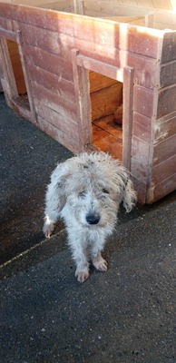 🌞 Sunny – ein kleines graues Mäuslein sucht ein liebevolles Zuhause 🌞, Mischling - Hündin