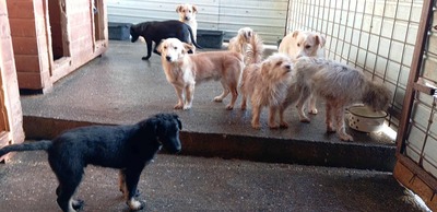 🌞 Sunny – ein kleines graues Mäuslein sucht ein liebevolles Zuhause 🌞, Mischling - Hündin