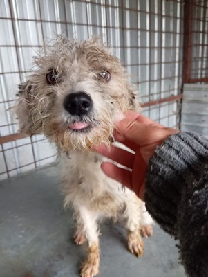 🌞 Sunny – ein kleines graues Mäuslein sucht ein liebevolles Zuhause 🌞, Mischling - Hündin