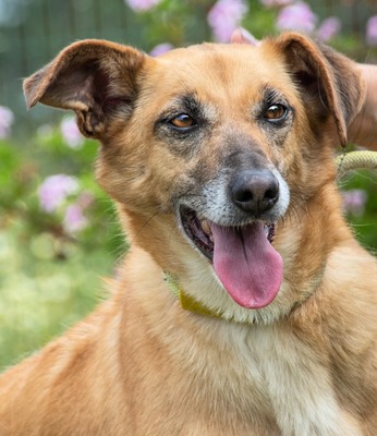 Sunny - eine selbstbewusst Dame, Mischling - Hündin