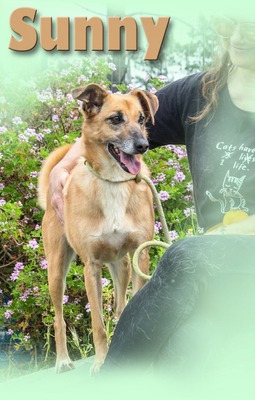 Sunny - eine selbstbewusst Dame, Mischling - Hündin