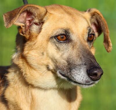 Sunny - eine selbstbewusst Dame, Mischling - Hündin