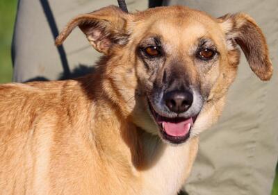 Sunny - eine selbstbewusst Dame, Mischling - Hündin