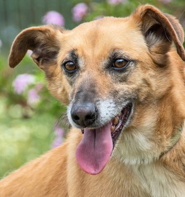 Sunny - eine selbstbewusste Dame, Misching - Hündin