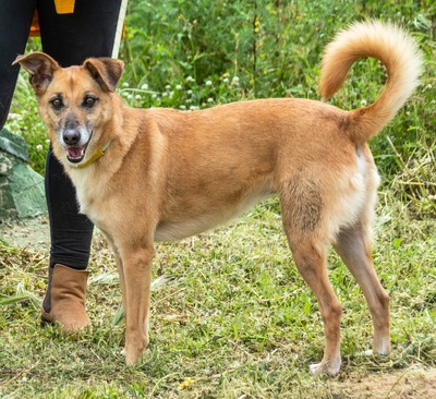 Sunny - eine selbstbewusste Dame, Mischling - Hündin