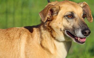 Sunny - eine selbstbewusste Dame, Mischling - Hündin