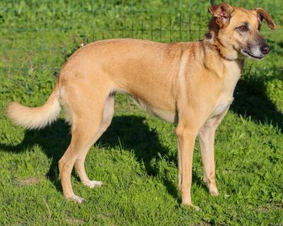 Sunny - eine selbstbewusste Dame, Mischling - Hündin