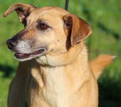 Sunny - eine selbstbewusste Dame, Mischling - Hündin