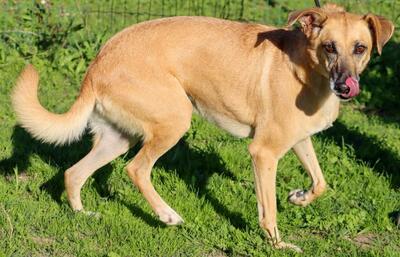 Sunny - eine selbstbewusste Dame, Mischling - Hündin