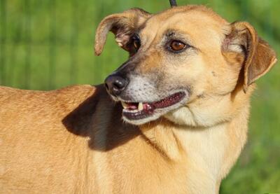 Sunny - eine selbstbewusste Dame, Mischling - Hündin