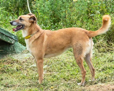 Sunny - eine selbstbewusste Dame, Mischling - Hündin