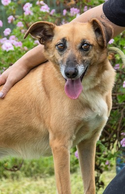 Sunny - eine selbstbewusste Dame, Mischling - Rüde