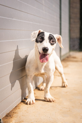 Sunny - vorsichtig und schüchtern, bewegungsfreudig, spielt gerne mit anderen Hunden