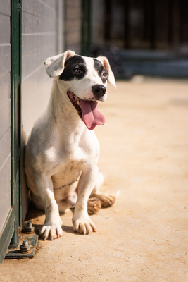 Sunny - vorsichtig und schüchtern, bewegungsfreudig, spielt gerne mit anderen Hunden, Mischling (Video-Link vorhanden) - Rüde