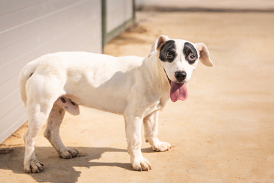 Sunny - vorsichtig und schüchtern, bewegungsfreudig, spielt gerne mit anderen Hunden, Mischling (Video-Link vorhanden) - Rüde