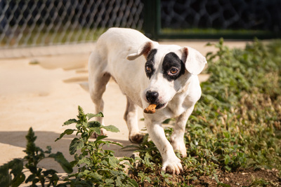 Sunny - vorsichtig und schüchtern, bewegungsfreudig, spielt gerne mit anderen Hunden, Mischling (Video auf HP) - Rüde