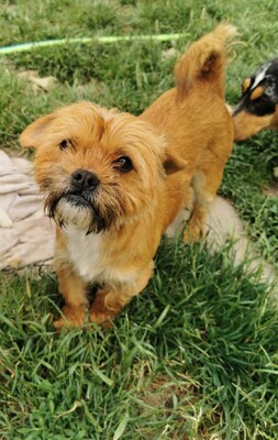 Super lustige Dorothy sucht..., Shitzu-Mischling - Hündin