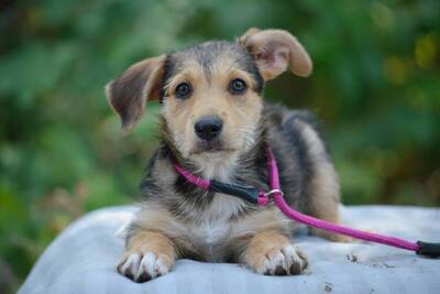 Super süße Frutty sucht..., Dackel-Mischling Welpen - Hündin