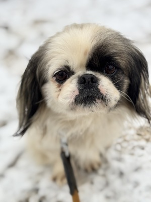 Super süße Paprika sucht..., Pekingese - Hündin