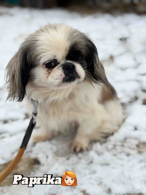 Super süße Paprika sucht..., Pekingese - Hündin