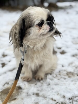 Super süße Paprika sucht..., Pekingese - Hündin