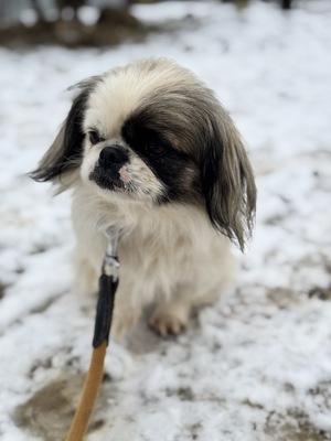 Super süße Paprika sucht..., Pekingese - Hündin