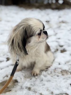 Super süße Paprika sucht..., Pekingese - Hündin