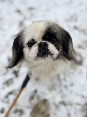 Super süße Paprika sucht..., Pekingese - Hündin