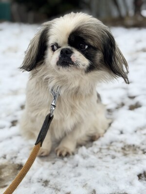 Super süße Paprika sucht..., Pekingese - Hündin