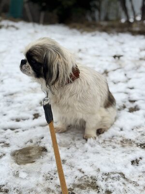 Super süße Paprika sucht..., Pekingese - Hündin