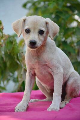 Super süße Sandy sucht..., Dackel-Chihuahua-Mischling Welpen - Hündin