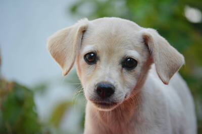 Super süße Sandy sucht..., Dackel-Chihuahua-Mischling Welpen - Hündin