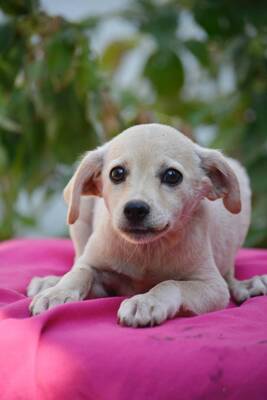 Super süße Sandy sucht..., Dackel-Chihuahua-Mischling Welpen - Hündin