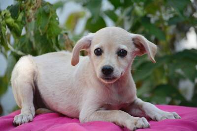 Super süße Sandy sucht..., Dackel-Chihuahua-Mischling Welpen - Hündin