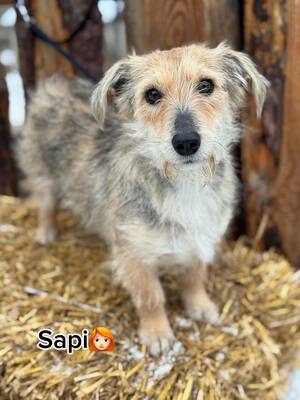 Super süße Sapi sucht..., Mischling - Hündin