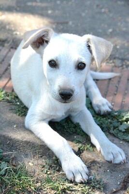Super süßer Labi-Mix Bub Guppi sucht, Labrador-Mischling Welpen - Rüde