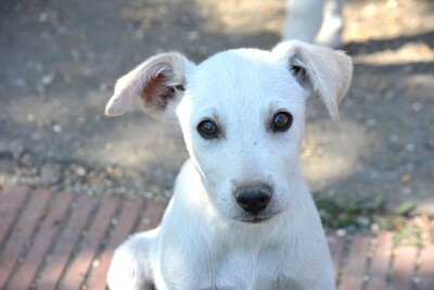 Super süßer Labi-Mix Bub Guppi sucht, Labrador-Mischling Welpen - Rüde