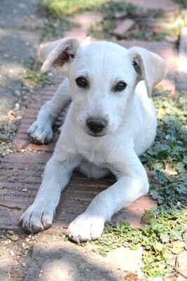 Super süßer Labi-Mix Bub Guppi sucht, Labrador-Mischling Welpen - Rüde