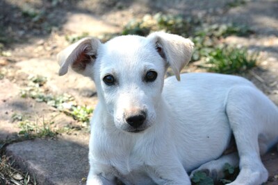 Super süßer Labi-Mix Bub Guppi sucht, Labrador-Mischling Welpen - Rüde
