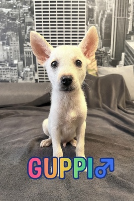 Super süßer Labi-Mix-Bub mit Stehörchen sucht..., Labrador-Mischling Welpen - Rüde