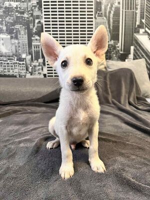 Super süßer Labi-Mix-Bub mit Stehörchen sucht..., Labrador-Mischling Welpen - Rüde