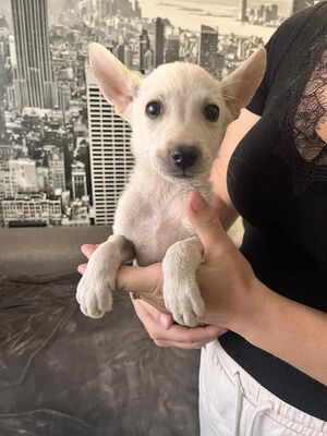 Super süßer Labi-Mix-Bub mit Stehörchen sucht..., Labrador-Mischling Welpen - Rüde