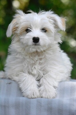 Super süßer Pompom sucht..., Maltester-Chihuahua-Mix Welpen - Rüde