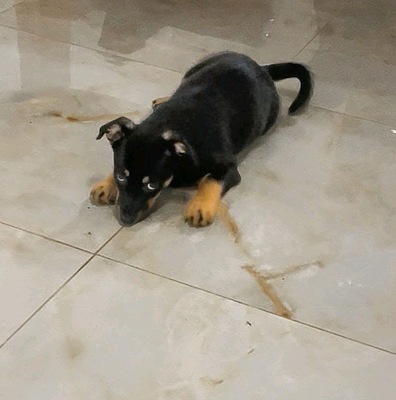Superman, Rottweiler Welpen - Rüde