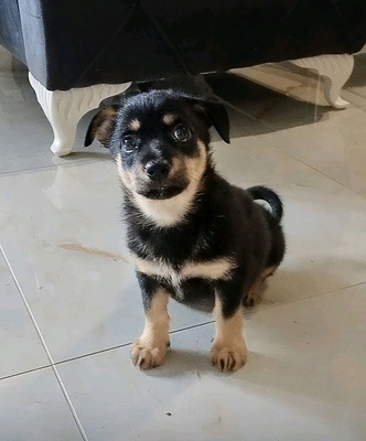 Superman, Rottweiler Welpen - Rüde